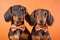 Pair of Dachshund dogs with bowties on porange background