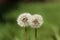 A pair of dandelions on a green field.