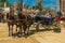 A pair of dark-bay horses with blinders on their eyes, harnessed to the crew. Horse Feria Feria de Caballo , Jerez de la Fronter