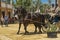 A pair of dark-bay horses harnessed to a carriage during a horse ferry Feria de Caballo in the city of Jerez de la Frontera, And