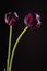 Pair dark purple tulips in backlight on black background