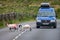 Pair of Dartmoor sheep crossing road in front of oncoming car in Dartmoor, Devon, UK