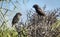 A pair of Darwin finches - Isla Isabela, Galapagos, Ecuador