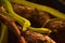 Pair of Deadly Green Mamba Snake on a Tree