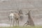 A Pair of Desert Bighorn Sheep Playing in the Badlands