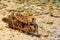 A pair of desert grasshoppers mating in the sand