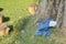A pair of discarded blue jeans, laying under a big tree in a garden park.