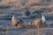 Pair of displaying Sharp-Tailed Grouse, Tympanuchus phasianellus