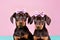 Pair of Dobermann dog puppies with ribbons on heads on pastel pink background