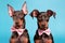 Pair of Dobermann dogs with bowties on pastel blue background