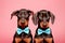 Pair of Dobermann dogs with bowties on pastel pink background