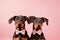 Pair of Dobermann dogs with bowties on pastel pink background