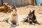 pair of dogs and cats hanging out between rescue missions, sunning themselves on the warm sand