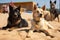 pair of dogs and cats hanging out between rescue missions, sunning themselves on the warm sand