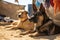 pair of dogs and cats hanging out between rescue missions, sunning themselves on the warm sand