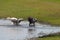 Pair of dogs playing in a puddle near the shore of a lake