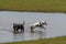 A pair of dogs playing in a puddle near the shore of a lake