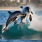 A pair of dolphins leaping in perfect synchronization through sparkling waves2