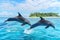 pair of dolphins leaping by a tropical island