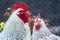 Pair of domestic chickens close up on a mesh fence background