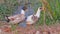 Pair of domestic ducks, bird, natural, nature, wallpaper