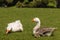 Pair of domestic geese with gosling