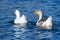 Pair of Domestic Geese Swimming Together in the Peaceful Pond