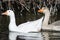 Pair of Domestic Geese Swimming Together in the Peaceful Pond