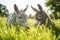a pair of donkeys in a sunlit field of grass
