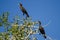 Pair of Double-Crested Cormorants Perched High in a Tree