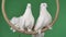 A pair of doves with beautiful white plumage sits in a decorative circle. Circus trained birds posing in the studio on a