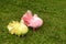 Pair of doves on green grass background. Couple in love of colorful pigeons.