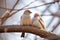 pair of doves perched on a tree branch together