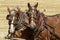 Pair of draft horses ready for work.