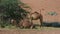 A pair of dromedary camels standing and sitting Camelus dromedarius in desert sand dunes of the UAE.
