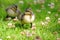 Pair of Ducklings Waddling Through Grass