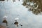 A pair of ducks on bank of a pond