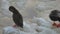 Pair of ducks cleaning on water with ice view