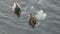 Pair of ducks floating on water side view