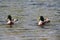 Pair of ducks on lake