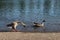 Pair of ducks near a lake