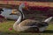 A pair of Ducks rested at park