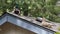 Pair of ducks sit up on top of roof line watching below