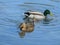Pair of ducks swimming in the lake