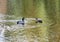 Pair ducks swimming together in pond lake. Mallard ducks family in water with green reflections