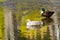 Pair of ducks, Vasona Lake County Park, Los Gatos, San Francisco bay area, California