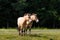 Pair of dun Przewalski’s horses standing close together in field