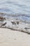 Pair of Dunlins with a Sandpipers on Delaware Beach