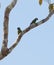 A pair of the Dusky-headed Parakeet