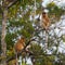 A pair of Dutch Monkey sit on a tree (Kumai, Indonesia)